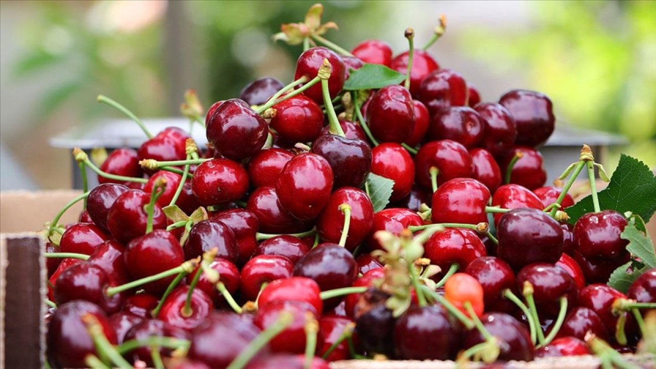 Mihalıççık Kirazı