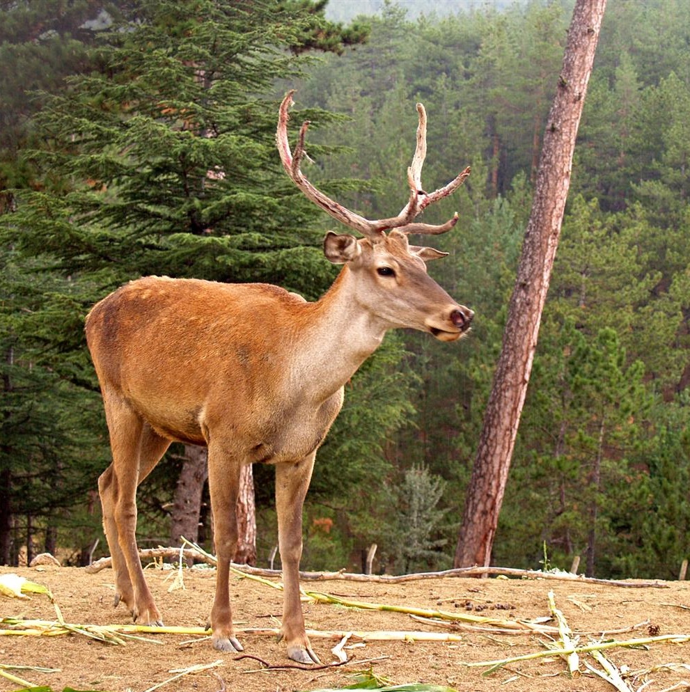 Doğa