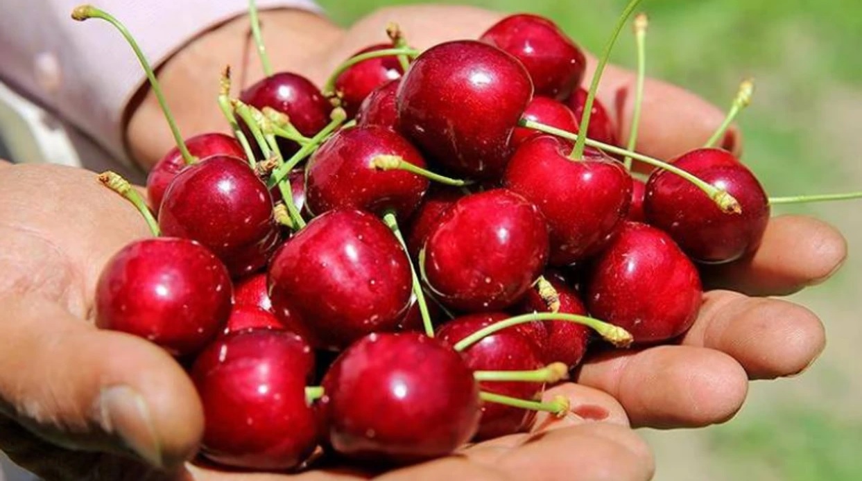 Mihalıççık Kirazı